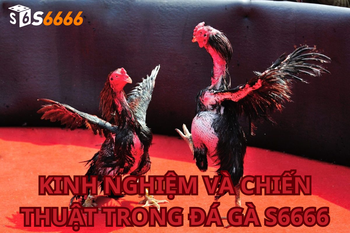 Kinh nghiệm và chiến thuật trong đá gà s6666